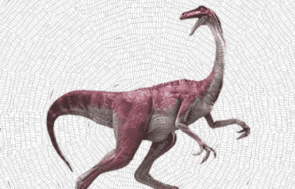 秦大龙：澳大利亚小型草食恐龙（长1.8米/1.1亿年前）