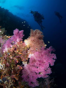 潜水圣地菲律宾，探秘菲律宾潜水圣地